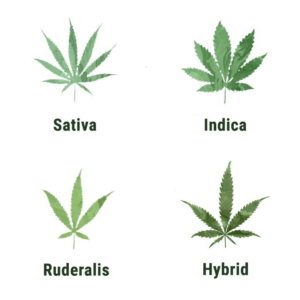 types of hemp strains