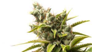 raw cannabis bud