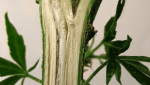 hemp stalk