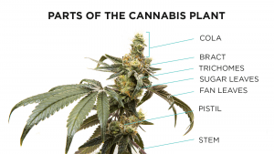 parts of the cannabis plant