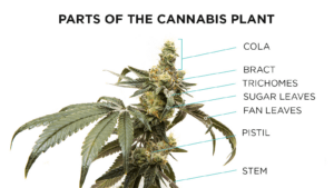 parts of the cannabis plant