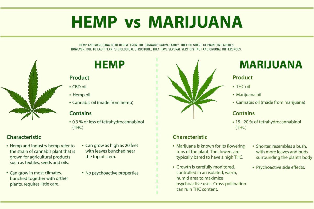 The Difference Between Hemp and Marijuana